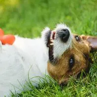 Perro se encuentra feliz acostado en la parte posterior del césped verde con un juguete. 