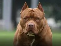 Por muerte de una niña que fue atacada por un perro, Procuraduría pidió un informe al ICBF