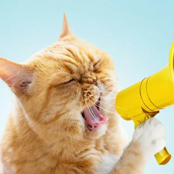 Los gatos utilizan una amplia variedad de sonidos para comunicarse con los humanos y otros animales.