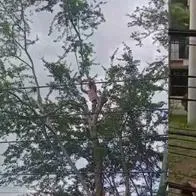 Hombre arriesgó su vida para rescatar a un gato trepado en un árbol en Ibagué