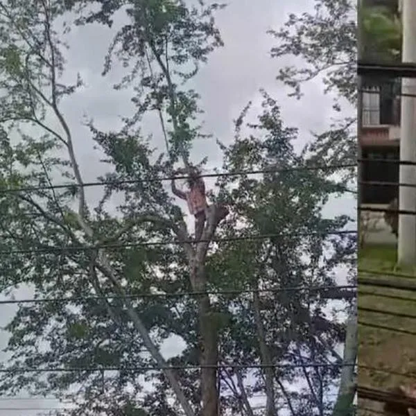 Hombre arriesgó su vida para rescatar a un gato trepado en un árbol en Ibagué