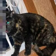 Grave maltrato animal en Ibagué: un hombre habría cogido a patadas a una gata, le quitó un ojo y le fracturó varios huesos.