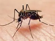Autoridades de salud del Tolima siguen en alerta por aumento de casos de dengue.