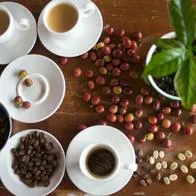 Cuál es el origen real del café, no es colombiano