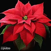 Estas son las características de la flor de pascua, Navidad o Poinsettia, dónde ponerla, cuáles son sus cuidados y por qué es considerada la flor de diciembre.