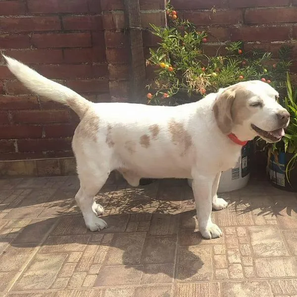Un beagle limón llamado Teo está desaparecido el pasado 30 de octubre en Bogotá. 