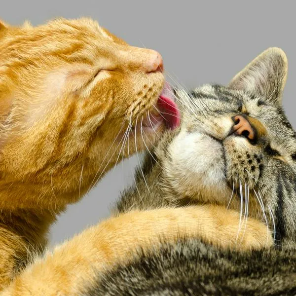 
Los gatos se lamen entre sí por varias razones, y la conducta de acicalamiento mutuo es bastante común en la comunidad felina.
