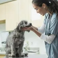 Perro en veterinario. En relación con EPS para perros.