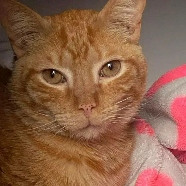 El gato llamado Pototin ha estado desaparecido desde el 21 de octubre en Funza, Cundinamarca.