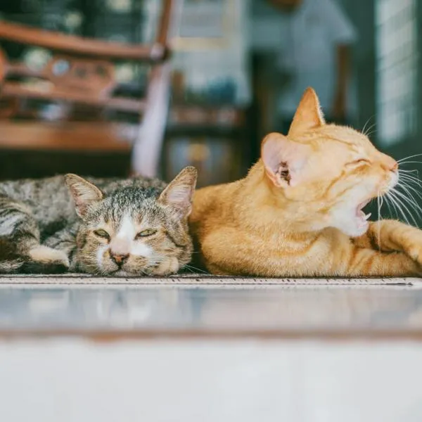 El acicalamiento y los lamidos mutuos es una señal de afecto y aceptación entre gatos.