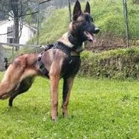 ¡Recordado por siempre! Perro Wilson, héroe de la Operación Esperanza tendrá su estatua