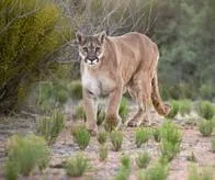 Hay conmoción por extraña muerte de un puma en Yotoco, esperan necropsia