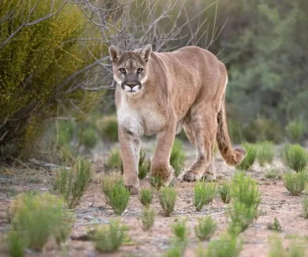 Hay conmoción por extraña muerte de un puma en Yotoco, esperan necropsia