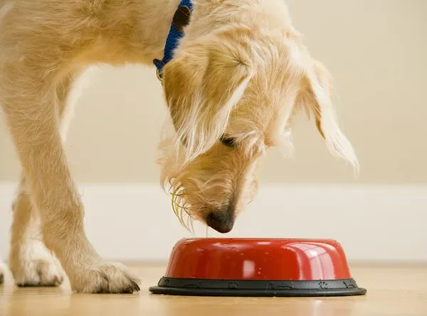 ¿Los perros pueden comer auyama? Efectos y consecuencias de incluir este alimento en la dieta de las mascotas.