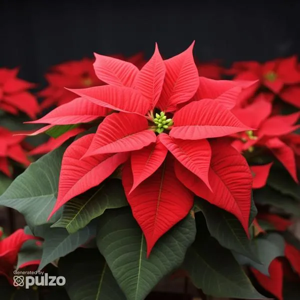 Cómo cuidar una planta de Navidad adecuadamente: recomendaciones para conservarlas en buen estado y truco para hacer que sus hojas se mantengan rojas.