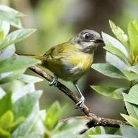 Cómo hacen los pájaros para dormir de pie, estudio dice técnica de los animales