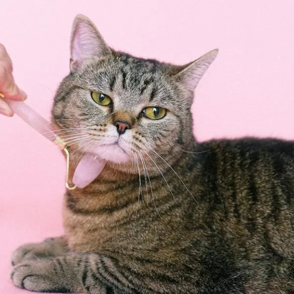 Ganarse la confianza de un gato implica paciencia, respeto y comprensión de su naturaleza única.
