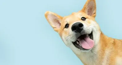 lo que debes saber antes de tener un corgi