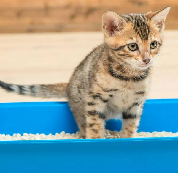 ¿Qué puede usar como reemplazo de arena para su gato? Alternativa natural y económica para que los felinos hagan sus necesidades.