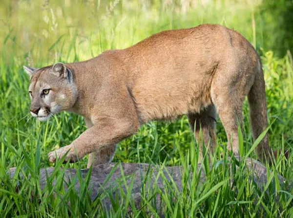 La puma encontrada en Yotoco falleció por una herida de arma de fuego