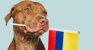 Los perros tienen un oído más sensible que los humanos. 
