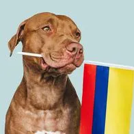 ¿Cómo afectan los ruidos fuertes a los perros? Cuide a su mascota en el partido de hoy