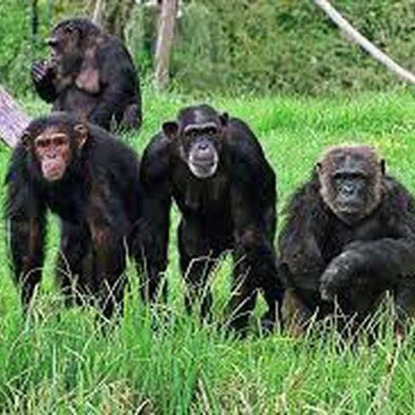Científicos encuentran evidencia de que grupos de simios cooperarían entre sí 