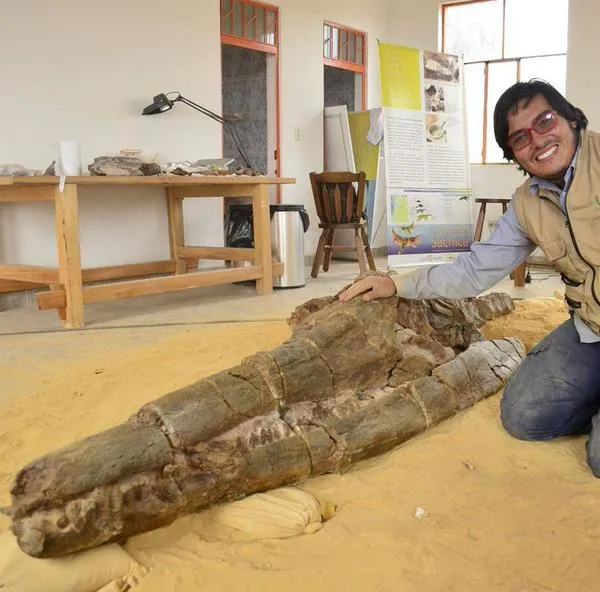 Fósil de reptil marino de más de 125 millones de años fue encontrado en Boyacá.