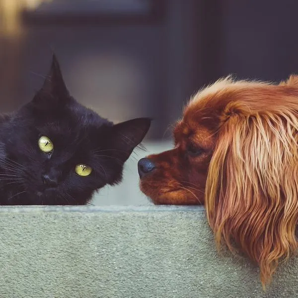 Perros y gatos: quienes tienen mascotas deberán cumplir nuevo requisito