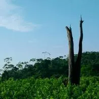 Campesinos del Putumayo dicen que nos les cumplieron con programas de sustitución y tuvieron que volver a sembrar coca.