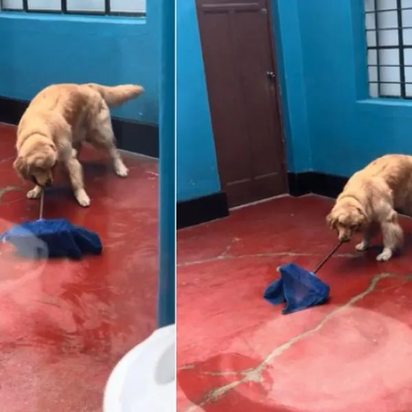 Perro en TikTok se vuelve viral por video en que aparece trapeando su casa sin que le den indicaciones. Es todo un espectáculo.