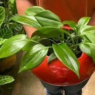Billete: la planta que debería tener en casa para atraer fortuna, ¿dónde debe estar?