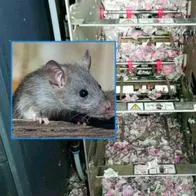 Ratón entró a un cajero automático en India y se comió 85 millones de pesos, dejando sin dinero a muchos usuarios del Banco Estatal de Tinsukia.