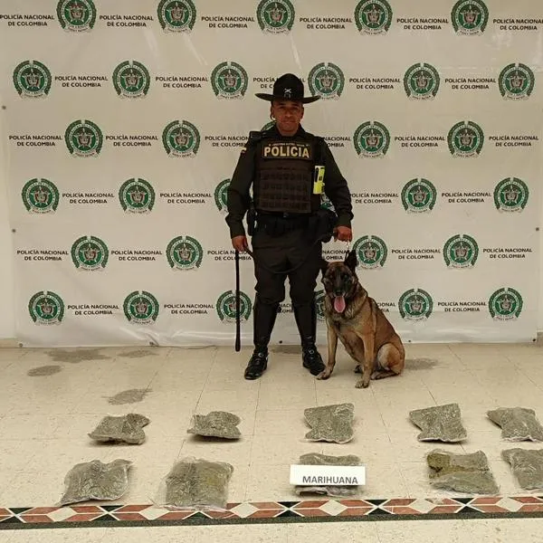 Marlon, el perro policía que encontró cargamento de Marihuana entre encomiendas en Pasto