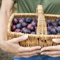 Estos son los beneficios poco conocidos de las ciruelas: ¿Cuántas consumir?