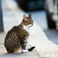 Dicen por qué los gatos se comen las flores de la casa y qué hacer para evitarlo: podrían poner en riesgo su salud con esta práctica.