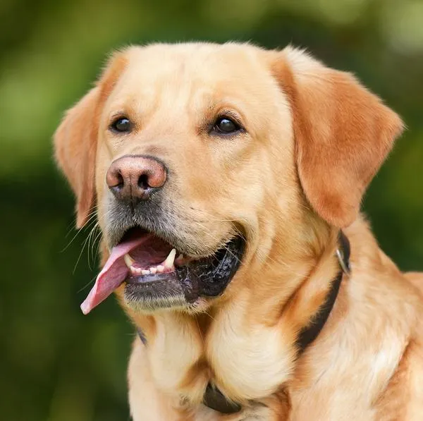 Cómo identificar si mi perro es realmente feliz: estas 4 señales son claves
