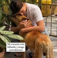 Trompas era un perro criollo que por su edad tenía muchas enfemedades.