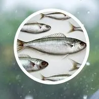 ¿Cuál es el país del mundo donde llueven peces y por qué sucede esto?