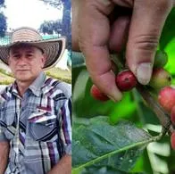 Reconocido caficultor fue asesinado de varios disparos en el Tolima. 