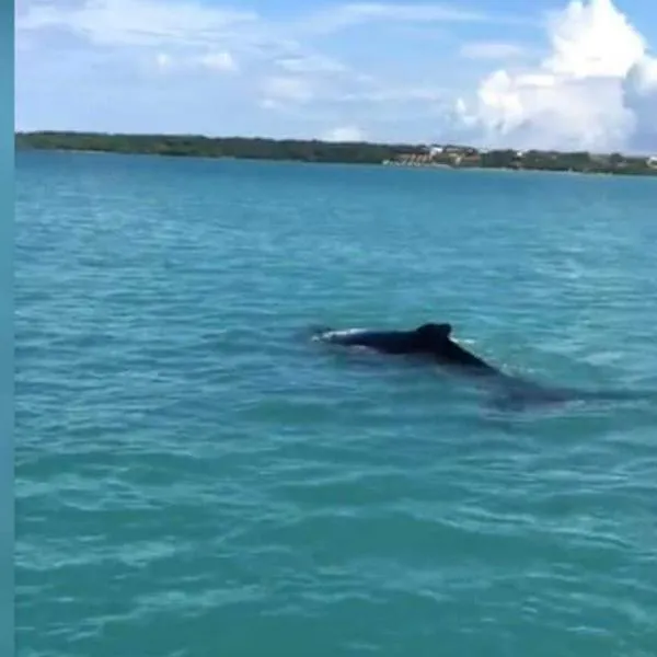En Cartagena aparecen dos ballenas nadando entre Islas del Rosario y Barú
