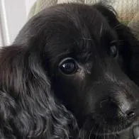  Abandonan a una perrita por tener 6 patas: la rescatan y se convierte en una celebridad en redes sociales 