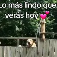 Perro jugando con un niño se hace viral en Tiktok.