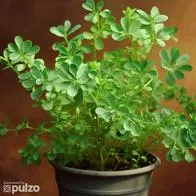 La ruda es una planta con muchos beneficios y características. Conozca los significados de regalar una o de recibir una regalada y sus cuidados.