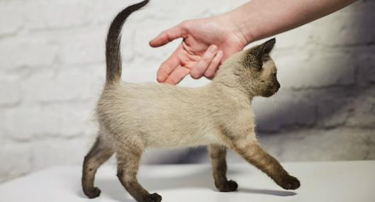 Gatos que no les gusta que le toquen la cola, ¿por qué les molesta? Veterinarios responden.
