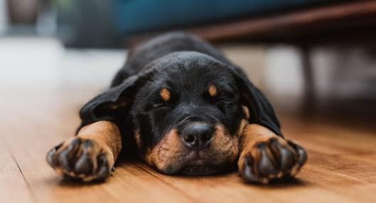 ¿Es normal? Estas son las 6 razas de perros que más duermen y por qué lo hacen.
