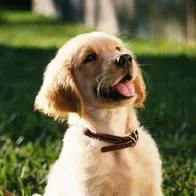 Perro de raza golden retriever cachorro.