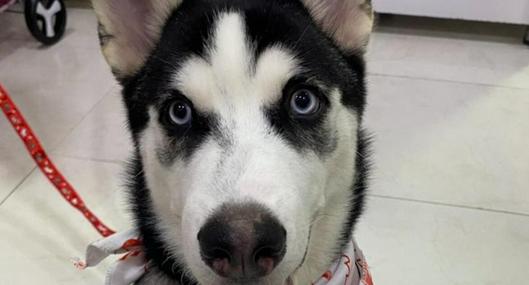 Toby cachorro husky hurtado en Bucaramanga.