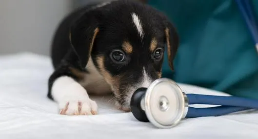 El moquillo puede ser una enfermedad muy letal en perros sin vacunas.