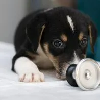 El moquillo puede ser una enfermedad muy letal en perros sin vacunas.